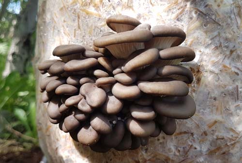 Blue oyster mushrooms