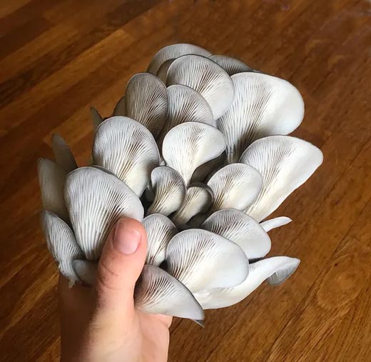 Lovely Oyster Mushrooms