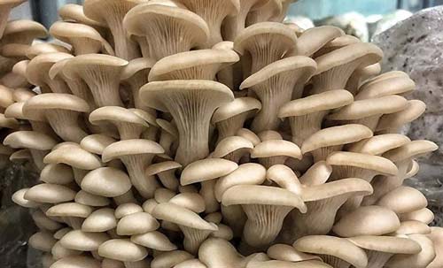 Pearl oyster mushrooms