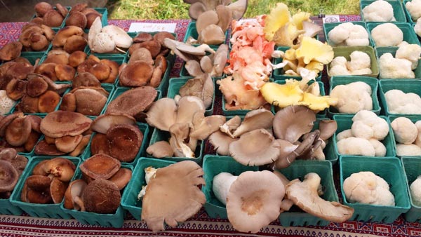 Hobby mushroom growers at market