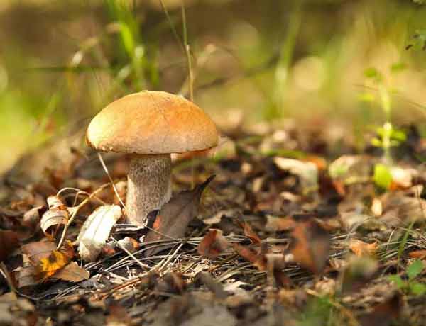 Mushroom growing in the wild
