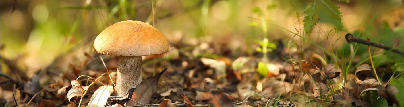 Mushrooms growing in the wild