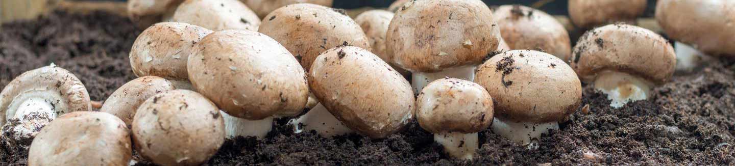 Mushroom Substrates for home growing