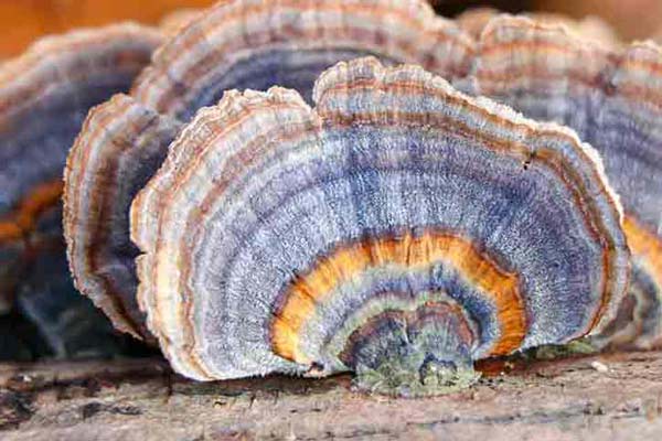 Turkey Tail mushrooms