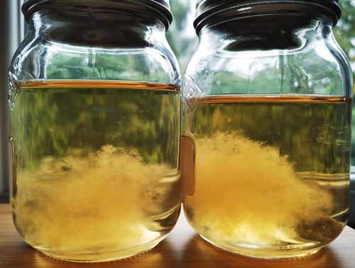 Mycelium in liquid culture