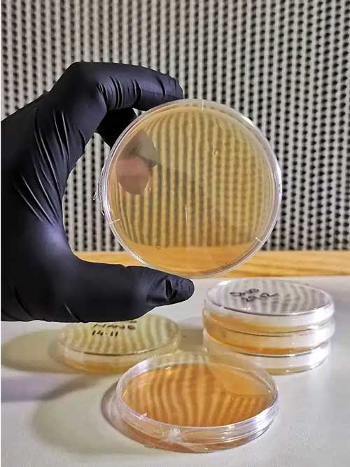 Liquid Culture for Mycelium how to make and use