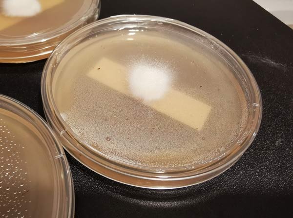 Agar dish with typical condensation