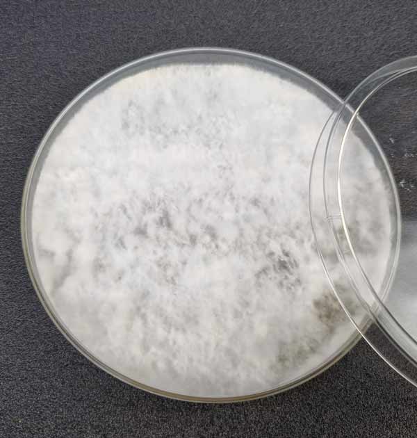 Mycelium grown from spore prints